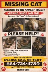 Lost Male Cat last seen Lyles st. Columbia sc, Columbia, SC 29201