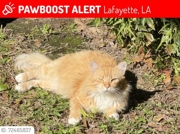 Lost Male Cat last seen Johnston and St Mary , Lafayette, LA 70506