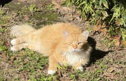 Lost Male Cat last seen Johnston and St Mary , Lafayette, LA 70506