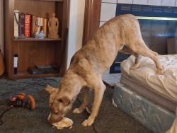 Lost Male Dog last seen Near , Elba, AL 36323
