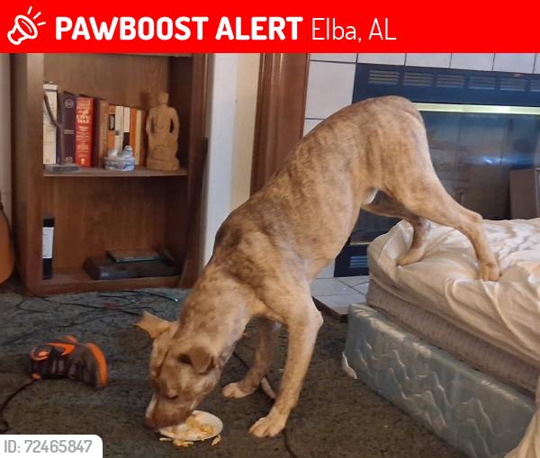 Lost Male Dog last seen Near , Elba, AL 36323