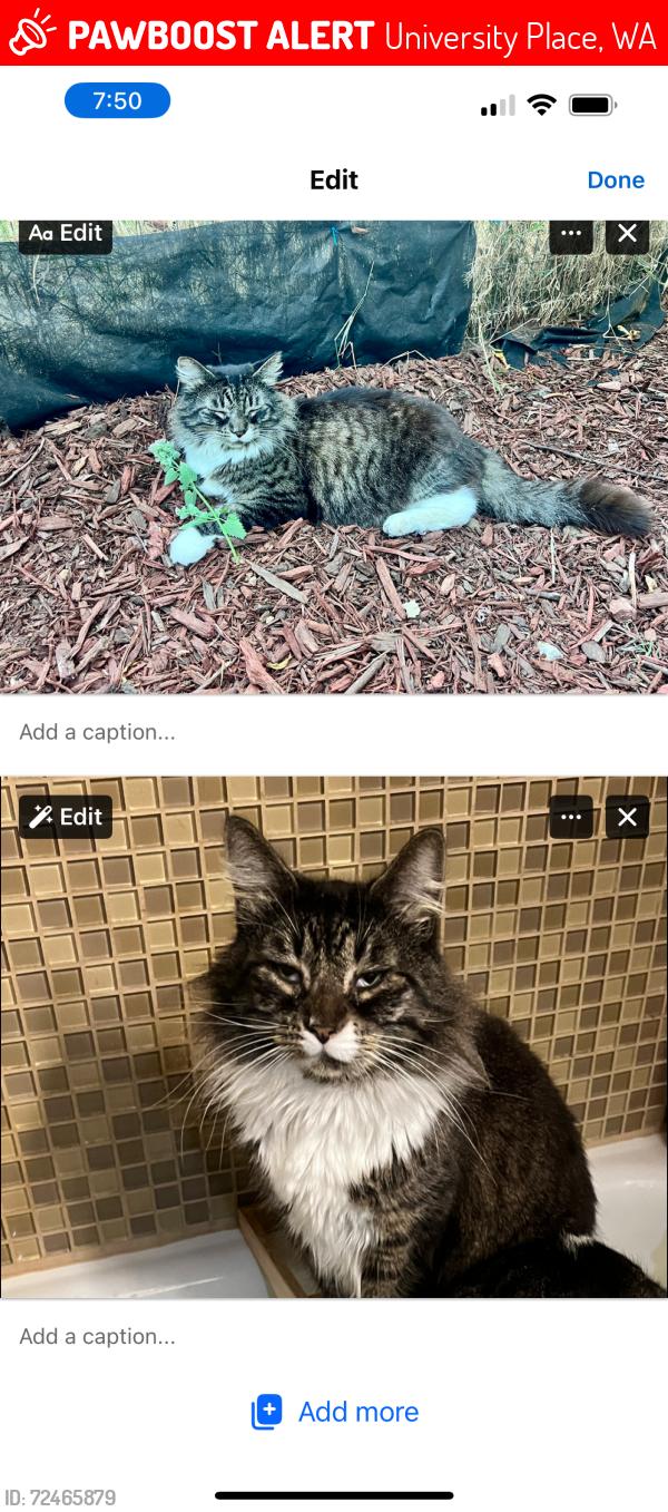 Lost Male Cat last seen Narrows View Intermediate School, University Place, WA 98466