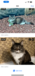 Lost Male Cat last seen Narrows View Intermediate School, University Place, WA 98466