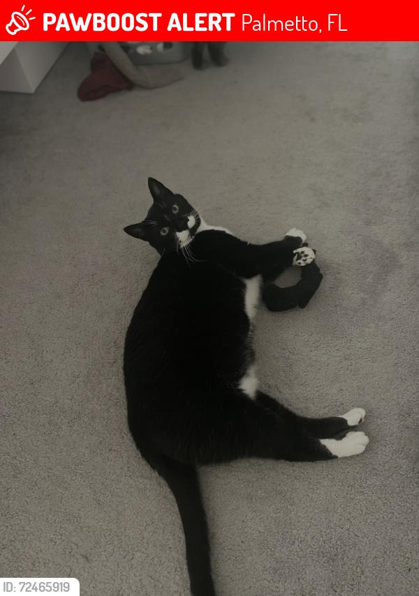 Lost Male Cat last seen 36th Ave E, Palmetto , Palmetto, FL 34221