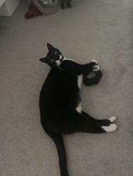 Lost Male Cat last seen 36th Ave E, Palmetto , Palmetto, FL 34221