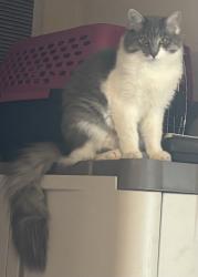 Lost Female Cat last seen Unknown, Covington, WA 98042