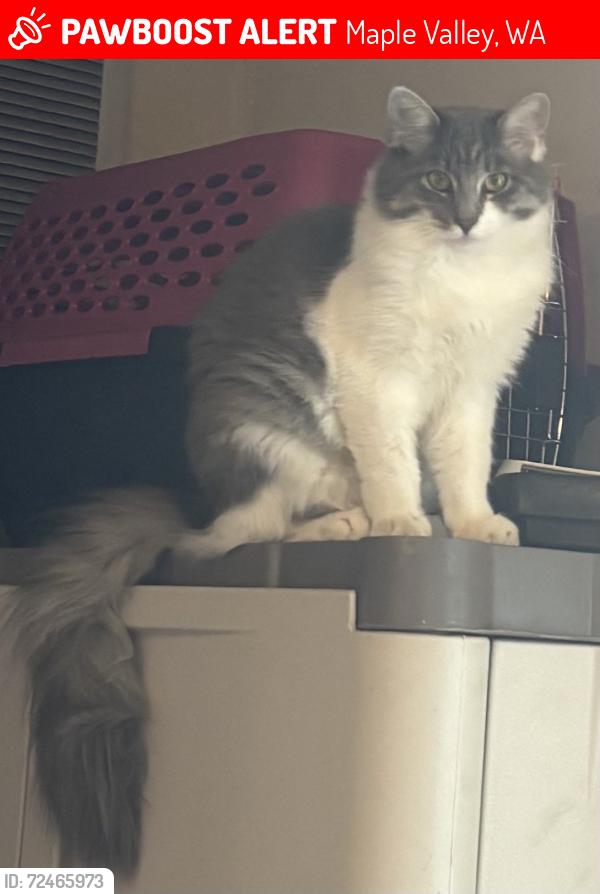 Lost Female Cat last seen Unknown, Covington, WA 98042