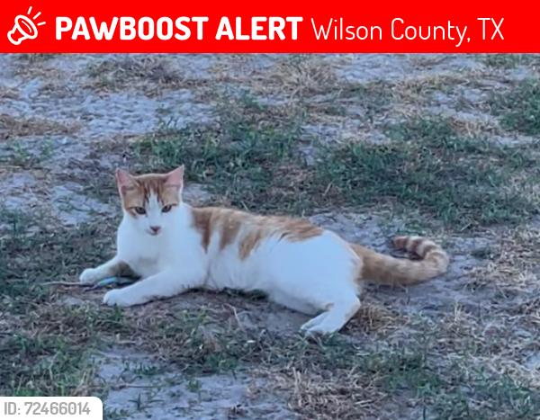 Lost Male Cat last seen RT 539, Sutherland Springs, Sutherland Springs, TX 78161
