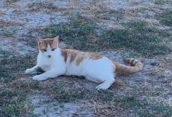 Lost Male Cat last seen RT 539, Sutherland Springs, Sutherland Springs, TX 78161