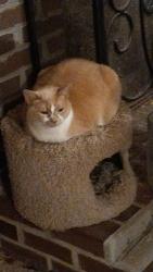 Lost Female Cat last seen Evergreen Dr Taunton Massachusetts , Taunton, MA 02780