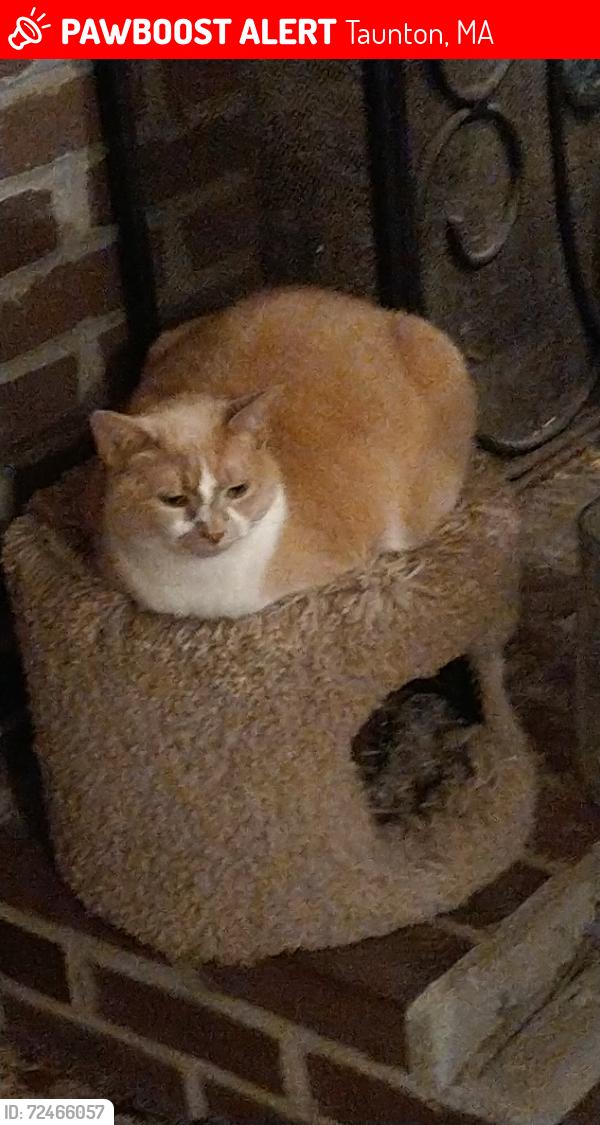 Lost Female Cat last seen Evergreen Dr Taunton Massachusetts , Taunton, MA 02780