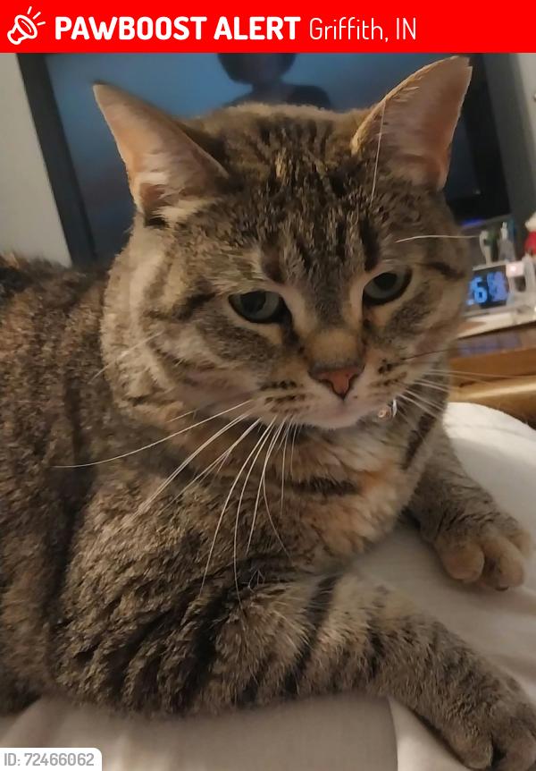 Lost Female Cat last seen 43rd Ct and Woodlawn , Griffith, IN 46319