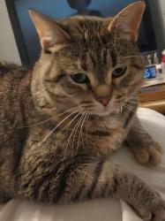 Lost Female Cat last seen 43rd Ct and Woodlawn , Griffith, IN 46319