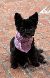Lost Female Dog last seen Rockhurst Dr and Lambda Dr, San Diego, CA 92120