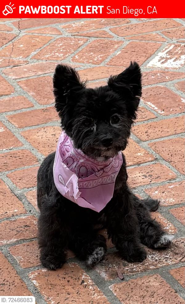 Lost Female Dog last seen Rockhurst Dr and Lambda Dr, San Diego, CA 92120