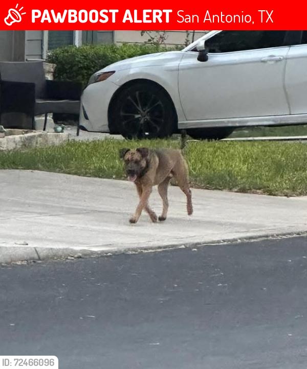 Lost Male Dog last seen Emory peak, San Antonio, TX 78245