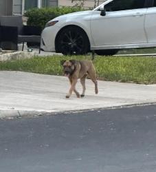 Lost Male Dog last seen Emory peak, San Antonio, TX 78245