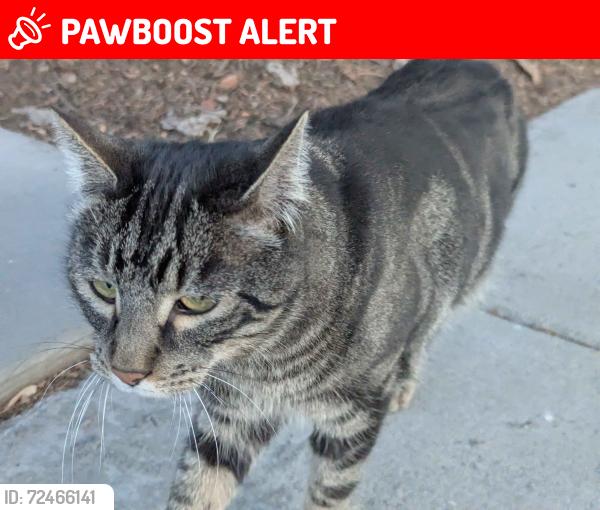 Lost Unknown Cat last seen Querida and De Cortez Street, Colorado Springs, CO 80909