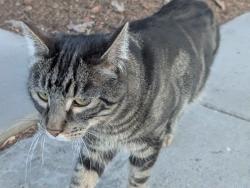 Lost Unknown Cat last seen Querida and De Cortez Street, Colorado Springs, CO 80909