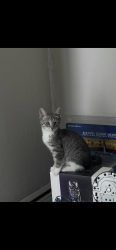 Lost Female Cat last seen 5th st e, maple st, sixth st, bates ave, fourth st e, seventh st e, Saint Paul, MN 55106