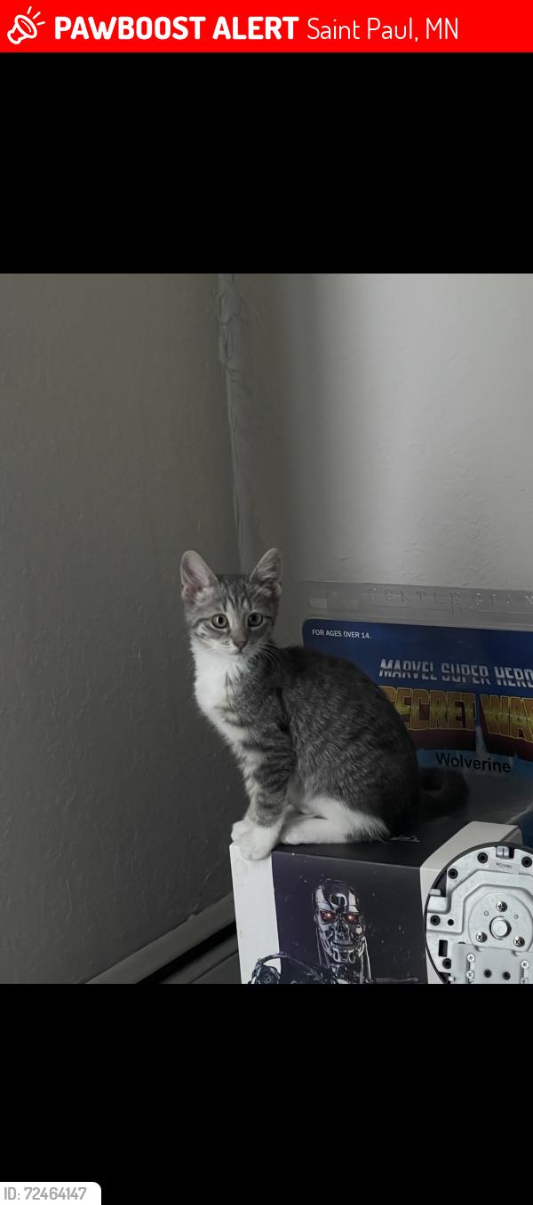 Lost Female Cat last seen 5th st e, maple st, sixth st, bates ave, fourth st e, seventh st e, Saint Paul, MN 55106