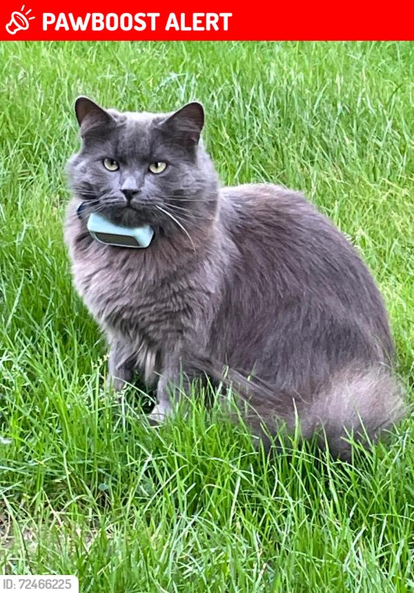 Lost Male Cat last seen Lewes Road, between Blackboys High Street & Star Lane, Blackboys, England TN22