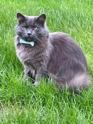 Lost Male Cat last seen Lewes Road, between Blackboys High Street & Star Lane, Blackboys, England TN22