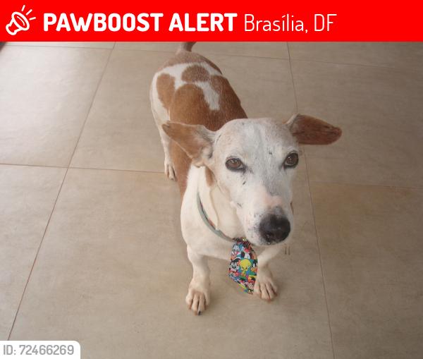Lost Male Dog last seen quadra 1 taquari , Brasília, DF 