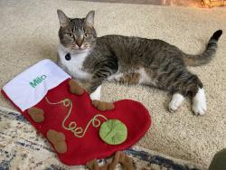 Lost Male Cat last seen Walker Rd, Lear Rd, Jaycox Rd , Avon Lake, OH 44012