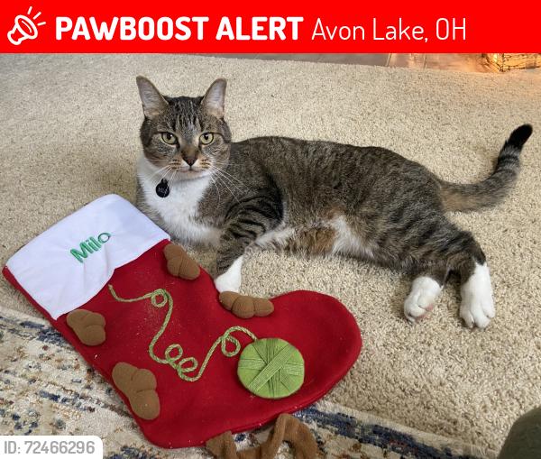 Lost Male Cat last seen Walker Rd, Lear Rd, Jaycox Rd , Avon Lake, OH 44012