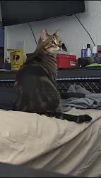 Lost Male Cat last seen Terrace Drive, Copperas Cove, TX 76522