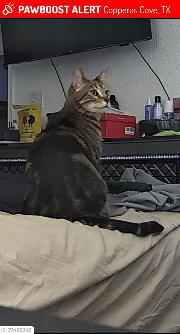 Lost Male Cat last seen Terrace Drive, Copperas Cove, TX 76522