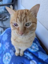 Lost Male Cat last seen Naegelia & Angela, Citrus Springs, FL 34433
