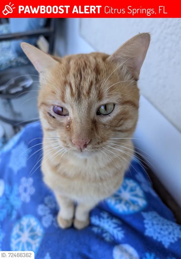 Lost Male Cat last seen Naegelia & Angela, Citrus Springs, FL 34433