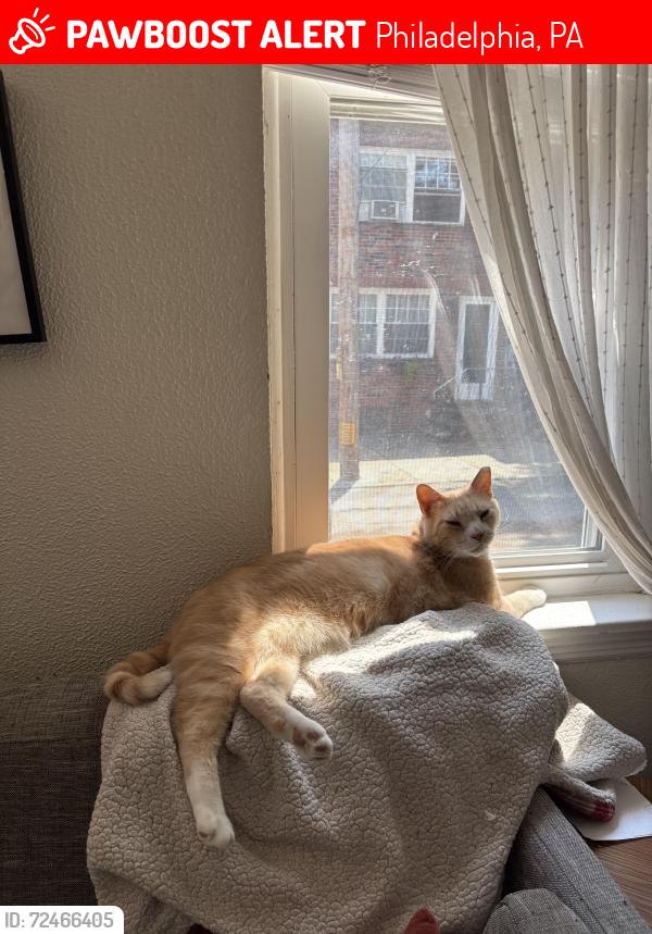 Lost Male Cat last seen Near block of Watkins Street, Philadelphia, PA 19148