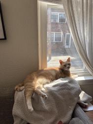 Lost Male Cat last seen Near block of Watkins Street, Philadelphia, PA 19148