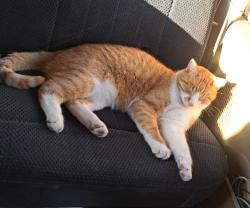 Lost Male Cat last seen Trinity Drive and route 23, Leola, PA 17540