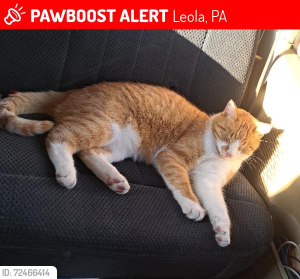 Lost Male Cat last seen Trinity Drive and route 23, Leola, PA 17540