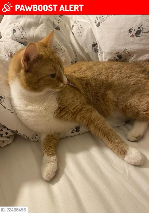 Lost Male Cat last seen Copmanthorpe, Copmanthorpe, England YO23 3TZ
