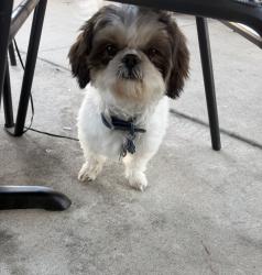 Lost Male Dog last seen Bayport Dr, Frisco Texas 75036, Denton County, TX 75036