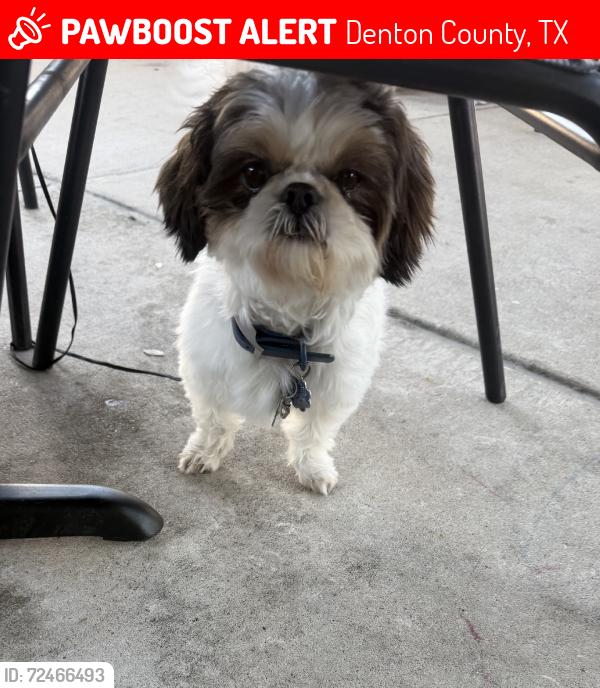 Lost Male Dog last seen Bayport Dr, Frisco Texas 75036, Denton County, TX 75036