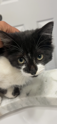 Lost Female Cat last seen Atkinson Ave, Copperas Cove, TX 76522