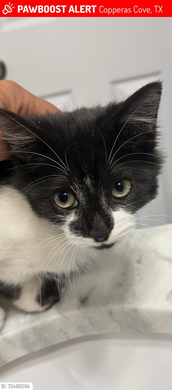 Lost Female Cat last seen Atkinson Ave, Copperas Cove, TX 76522