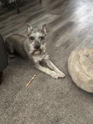 Lost Male Dog last seen Crossing west at jPenn Ave at NW. 45th St., Oklahoma City, OK 73118