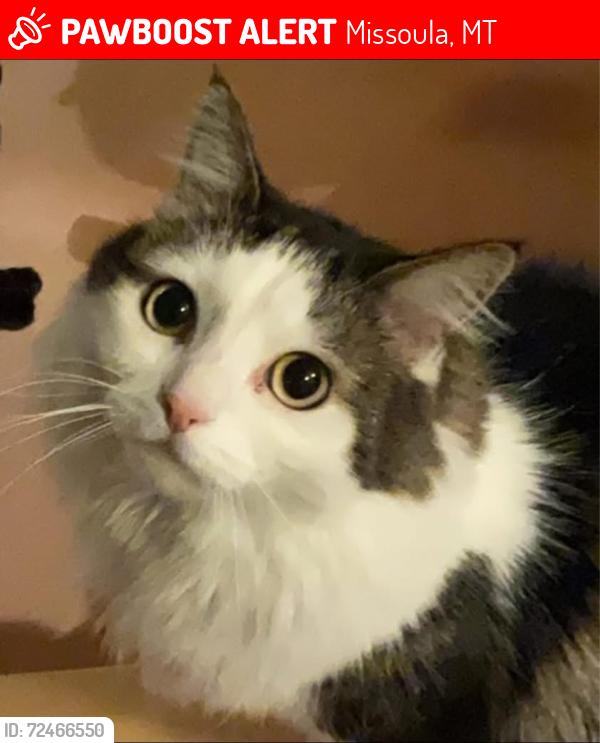 Lost Male Cat last seen Near big flt road , Missoula, MT 59804