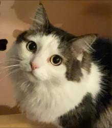 Lost Male Cat last seen Near big flt road , Missoula, MT 59804