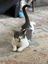 Lost Male Cat last seen Karpathos Ln, Spring, 77388, Rhodes Landing, TX 77388