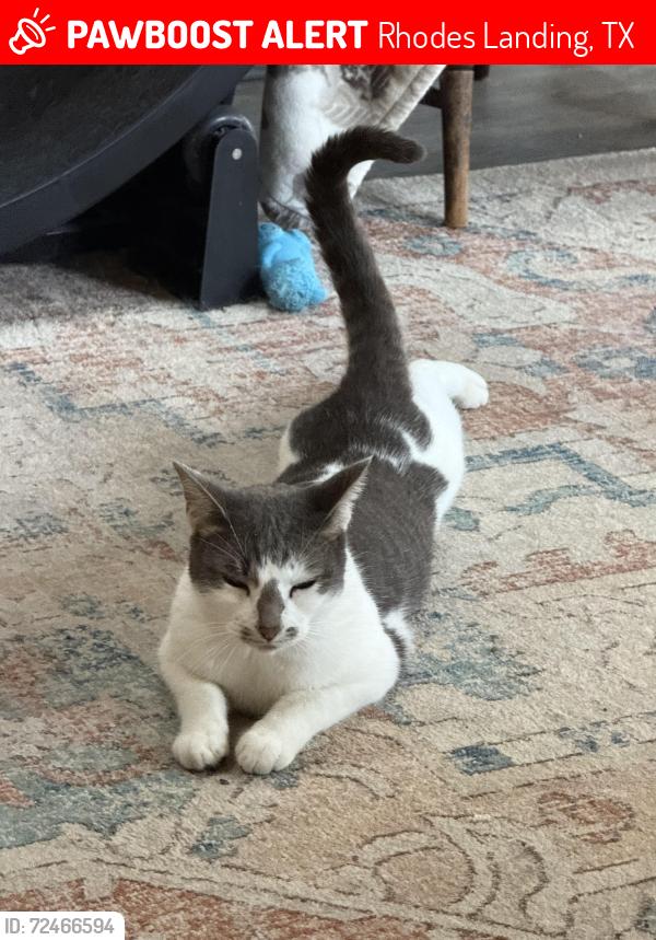 Lost Male Cat last seen Karpathos Ln, Spring, 77388, Rhodes Landing, TX 77388