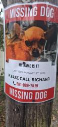 Lost Female Dog last seen Hwy43 and hwy 11, Picayune, MS 39466
