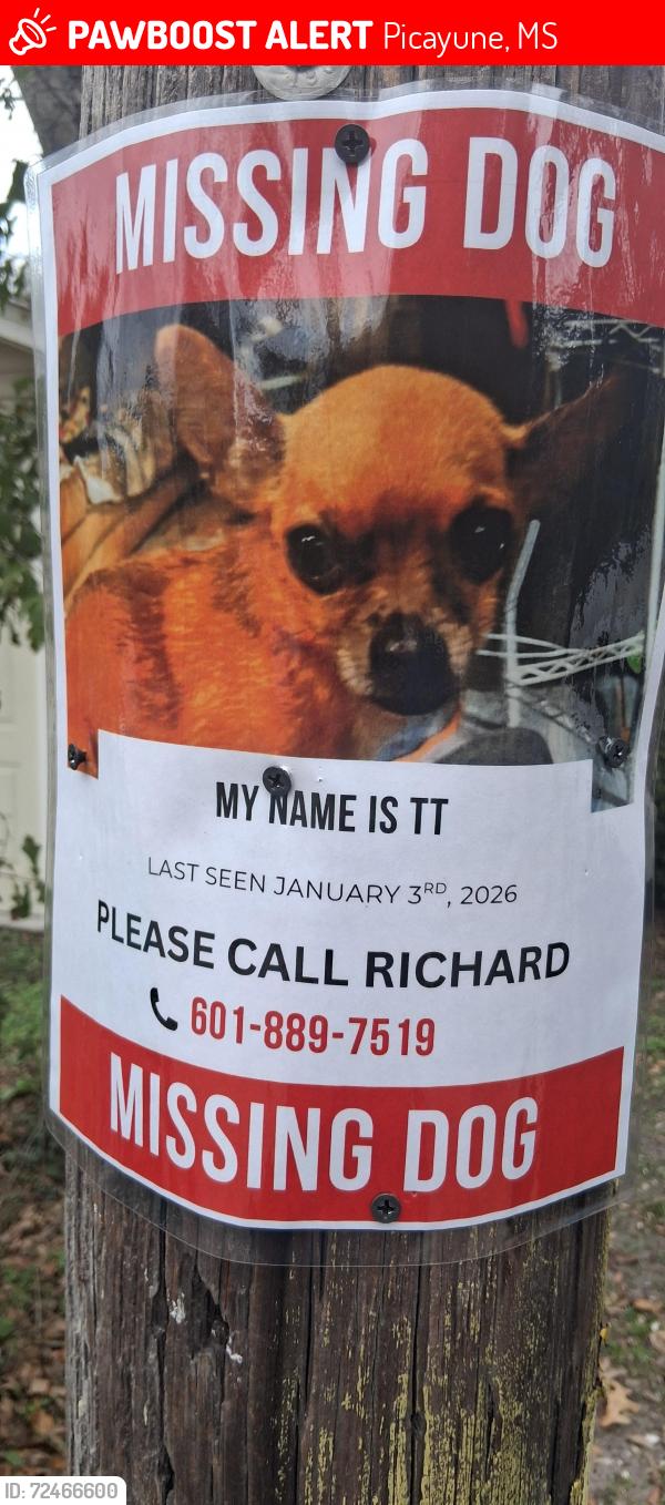 Lost Female Dog last seen Hwy43 and hwy 11, Picayune, MS 39466